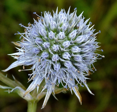 {Eryngium integrifolium}